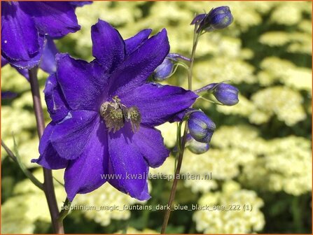 Delphinium &#039;Magic Fountains Dark Blue Black Bee&#039; | Ridderspoor | Rittersporn | Larkspur