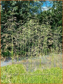Deschampsia cespitosa &#039;Goldgeh&auml;nge&#039; | Ruwe smele, Smele | Waldschmiele | Tufted Hair Grass