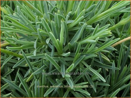 Dianthus arenarius &#039;Little Maiden&#039; | Zandanjer, Anjer | Sand-Nelke | Sand Pink