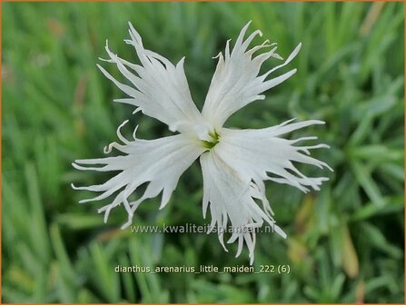 Dianthus arenarius &#039;Little Maiden&#039; | Zandanjer, Anjer | Sand-Nelke | Sand Pink