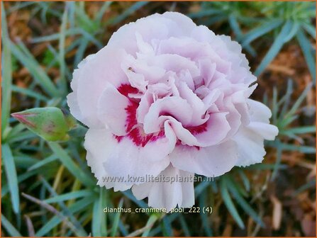 Dianthus &#039;Cranmere Pool&#039; | Grasanjer, Anjer | Federnelke | Cottage Pink