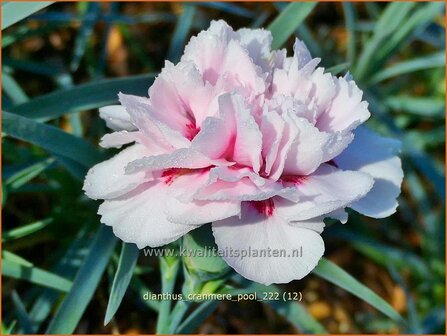 Dianthus &#039;Cranmere Pool&#039; | Grasanjer, Anjer | Federnelke | Cottage Pink