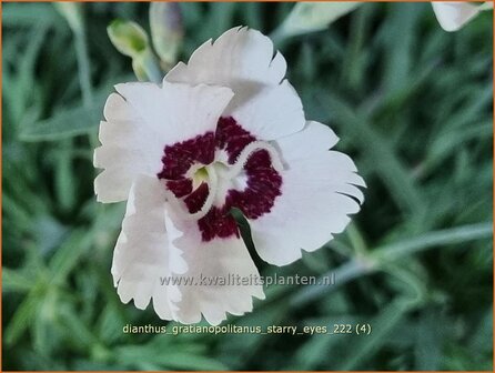 Dianthus gratianopolitanus 'Starry Eyes' | Rotsanjer, Anjer | Pfingstnelke | Cheddar Pink