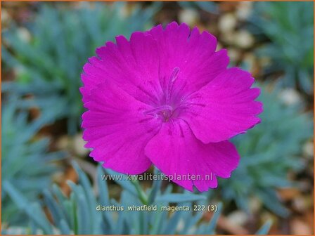 Dianthus &#039;Whatfield Magenta&#039; | Anjer | Nelke | Carnation