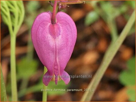 Dicentra formosa 'Paramount' | Gebroken hartje, Tranend hartje | Schöne Herzblume | Wild Bleeding Heart