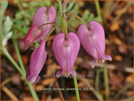 Dicentra formosa 'Paramount' | Gebroken hartje, Tranend hartje | Schöne Herzblume | Wild Bleeding Heart