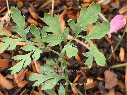 Dicentra formosa 'Paramount' | Gebroken hartje, Tranend hartje | Schöne Herzblume | Wild Bleeding Heart