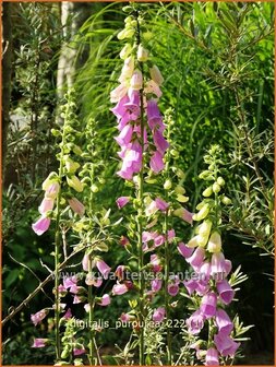 Digitalis purpurea | Echt vingerhoedskruid, Vingerhoedskruid | Roter Fingerhut | Common Foxglove