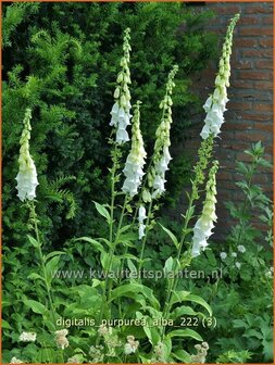 Digitalis purpurea &amp;#39;Alba&amp;#39;
