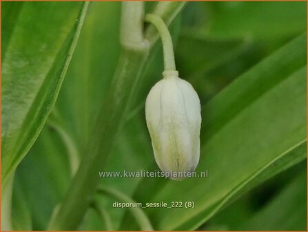 Disporum sessile | Elfenklokje | Feengl&ouml;ckchen | Fairy Bells