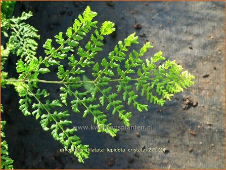 Dryopteris dilatata &#039;Lepidota Cristata&#039; | Dwergstekelvaren, Stekelvaren | Gro&szlig;er Dornfarn | Broad Buckler Fern