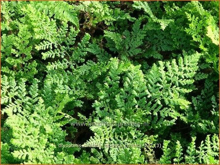 Dryopteris dilatata &#039;Lepidota Cristata&#039; | Dwergstekelvaren, Stekelvaren | Gro&szlig;er Dornfarn | Broad Buckler Fern