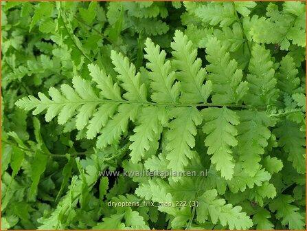 Dryopteris filix-mas | Mannetjesvaren, Niervaren | Gew&ouml;hnlicher Wurmfarm | Common Male Fern