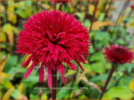 Echinacea purpurea &#039;Blackberry Truffle&#039; | Rode zonnehoed, Zonnehoed | Roter Sonnenhut | Purple Coneflower