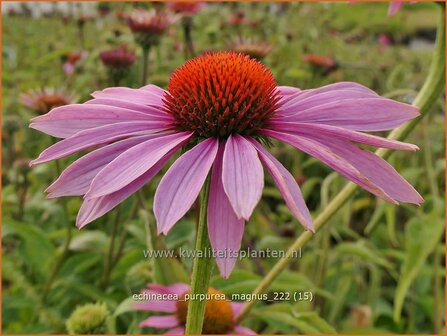 Echinacea purpurea &#039;Magnus&#039; | Rode zonnehoed, Zonnehoed | Roter Sonnenhut | Purple Coneflower