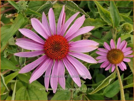 Echinacea purpurea &#039;Magnus&#039; | Rode zonnehoed, Zonnehoed | Roter Sonnenhut | Purple Coneflower