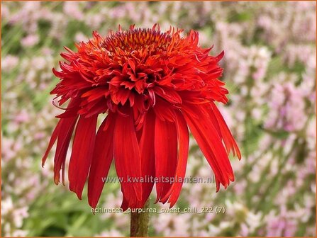 Echinacea purpurea &#039;Sweet Chili&#039; | Rode zonnehoed, Zonnehoed | Roter Sonnenhut | Purple Coneflower