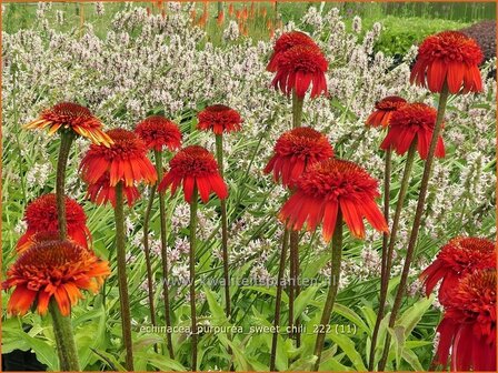 Echinacea purpurea &#039;Sweet Chili&#039; | Rode zonnehoed, Zonnehoed | Roter Sonnenhut | Purple Coneflower