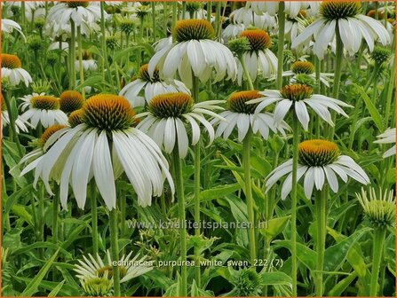 Echinacea purpurea &#039;White Swan&#039; | Rode zonnehoed, Zonnehoed | Roter Sonnenhut | Purple Coneflower