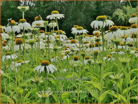 Echinacea purpurea &#039;White Swan&#039; | Rode zonnehoed, Zonnehoed | Roter Sonnenhut | Purple Coneflower