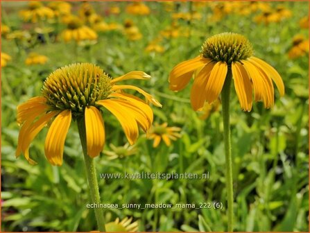 Echinacea &#039;Sunny Meadow Mama&#039; | Rode zonnehoed, Zonnehoed | Roter Sonnenhut | Purple Coneflower