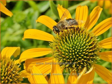 Echinacea &#039;Sunny Meadow Mama&#039; | Rode zonnehoed, Zonnehoed | Roter Sonnenhut | Purple Coneflower