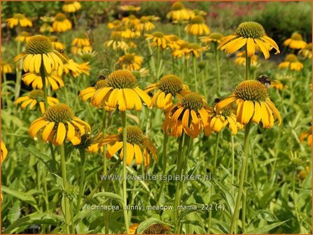 Echinacea &#039;Sunny Meadow Mama&#039; | Rode zonnehoed, Zonnehoed | Roter Sonnenhut | Purple Coneflower