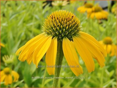 Echinacea &#039;Sunny Meadow Mama&#039; | Rode zonnehoed, Zonnehoed | Roter Sonnenhut | Purple Coneflower