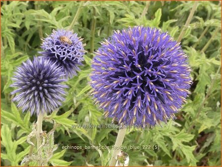 Echinops bannaticus &#039;Taplow Blue&#039; | Kogeldistel | Banater Kugeldistel | Blue Globe Thistle