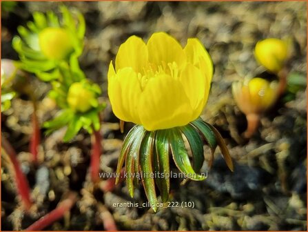 Eranthis cilicica | Winterakoniet | Taurus-Winterling | Winter Aconite