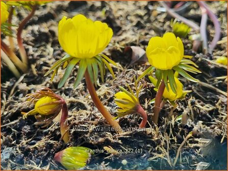 Eranthis cilicica | Winterakoniet | Taurus-Winterling | Winter Aconite