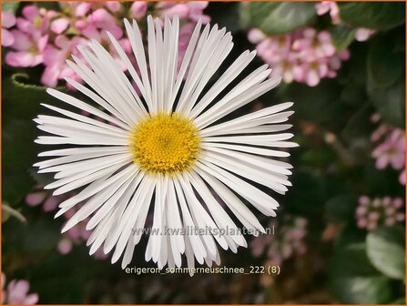 Erigeron &#039;Sommerneuschnee&#039; | Fijnstraal | Feinstrahl | Fleabane
