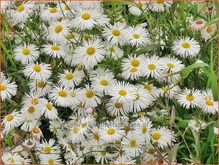 Erigeron &#039;Sommerneuschnee&#039; | Fijnstraal | Feinstrahl | Fleabane