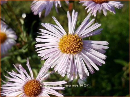 Erigeron &amp;#39;Sommerneuschnee&amp;#39;
