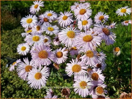 Erigeron &amp;#39;Sommerneuschnee&amp;#39;