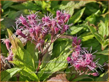 Eupatorium maculatum &#039;Purple Bush&#039; | Koninginnekruid, Leverkruid | Gefleckter Wasserdost | Spotted Joe Pye Weed