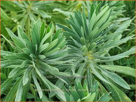 Euphorbia characias &#039;Humpty Dumpty&#039; | Wolfsmelk | Palisaden-Wolfsmilch | Mediterranean Spurge