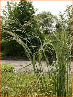 Festuca gigantea | Reuzenzwenkgras, Schapengras, Zwenkgras | Gr&uuml;ner Riesenschwingel | Giant Fescueq