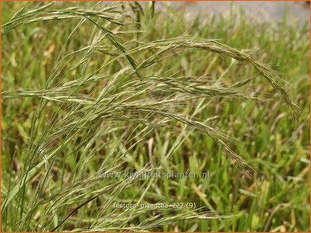 Festuca gigantea | Reuzenzwenkgras, Schapengras, Zwenkgras | Gr&uuml;ner Riesenschwingel | Giant Fescue
