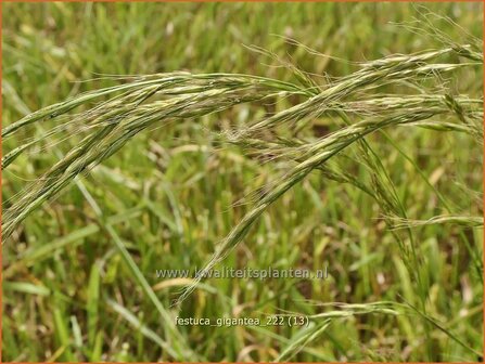 Festuca gigantea | Reuzenzwenkgras, Schapengras, Zwenkgras | Gr&uuml;ner Riesenschwingel | Giant Fescue