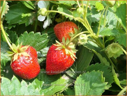 Fragaria ananassa &#039;Elan&#039; | Tuinaardbei, Aardbei | Garten-Erdbeere | Garden Strawberry