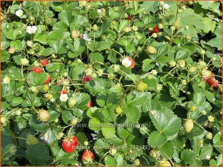 Fragaria ananassa &#039;Elan&#039; | Tuinaardbei, Aardbei | Garten-Erdbeere | Garden Strawberry