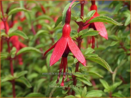 Fuchsia &#039;David&#039; | Bellenplant, Tuinfuchsia, Fuchsia | Fuchsie | Fuchsia