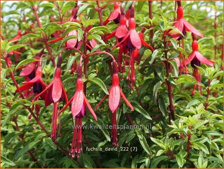 Fuchsia &#039;David&#039; | Bellenplant, Tuinfuchsia, Fuchsia | Fuchsie | Fuchsia