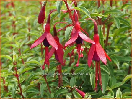 Fuchsia &#039;David&#039; | Bellenplant, Tuinfuchsia, Fuchsia | Fuchsie | Fuchsia