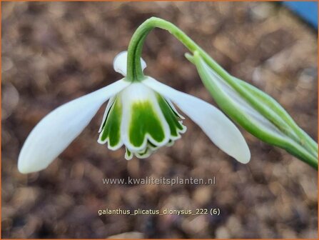 Galanthus plicatus &#039;Dionysus&#039; | Geplooid sneeuwklokje, Sneeuwklokje | Ukrainisches Schneegl&ouml;ckchen | Pleat