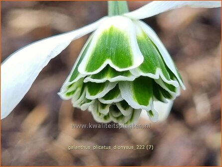 Galanthus plicatus &#039;Dionysus&#039; | Geplooid sneeuwklokje, Sneeuwklokje | Ukrainisches Schneegl&ouml;ckchen | Pleat