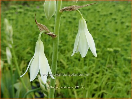 Galtonia candicans | Kaapse hyacint | Wei&szlig;bl&uuml;hende Sommerhyazinthe | Summer Hyacinth