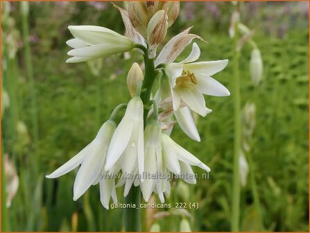 Galtonia candicans | Kaapse hyacint | Wei&szlig;bl&uuml;hende Sommerhyazinthe | Summer Hyacinth