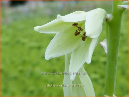 Galtonia candicans | Kaapse hyacint | Wei&szlig;bl&uuml;hende Sommerhyazinthe | Summer Hyacinth